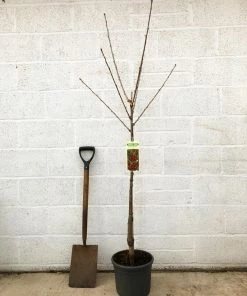 Roots Plants Van' Cherry Tree Fruits 8 Roots Plants Van' Cherry Tree Fruits