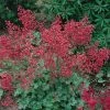 Roots Plants Perennials Heuchera 'Coral Forest' | 3L Pot