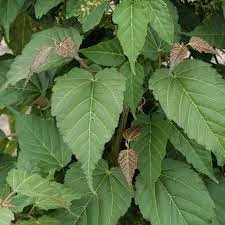 Roots Plants Viper Acer Tree | Acer Davidii | Snake Bark Maple 5 Roots Plants Viper Acer Tree | Acer Davidii | Snake Bark Maple