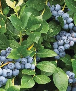 Roots Plants Duke Blueberry Bush Fruits