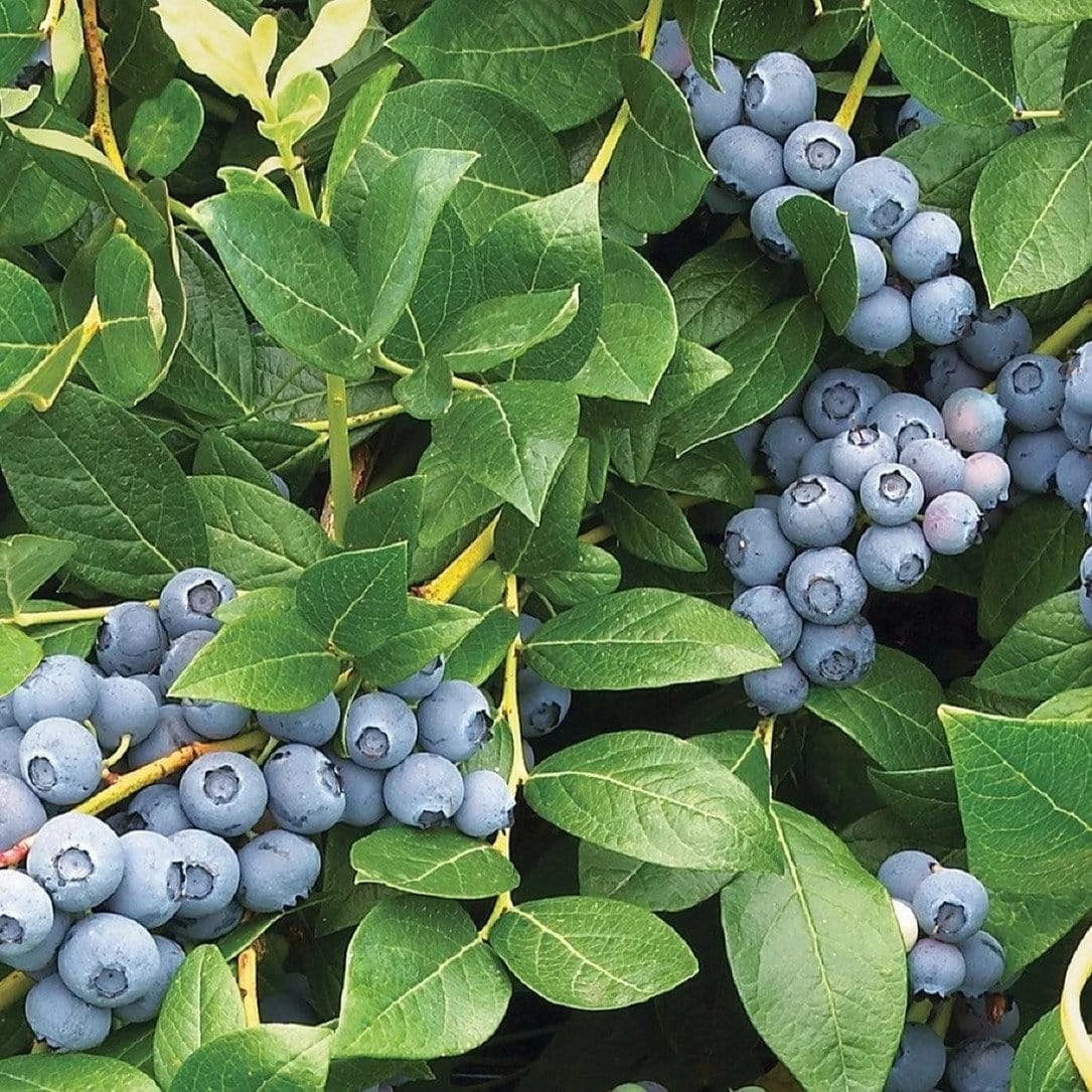 Roots Plants Duke Blueberry Bush Fruits 4 Roots Plants Duke Blueberry Bush Fruits