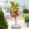 Roots Plants Ecolette' Patio Apple Tree | 4.5L Pot Fruits 2 Roots Plants Ecolette' Patio Apple Tree | 4.5L Pot Fruits