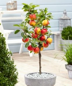 Roots Plants Ecolette' Patio Apple Tree | 4.5L Pot Fruits