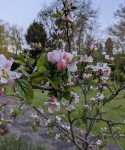 Roots Plants Egremont Russet Apple Tree Dwarfing Rootstock