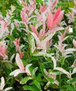 Roots Plants Flamingo Willow | Salix Integra Hakuro Nishiki | 4ft Patio Tree