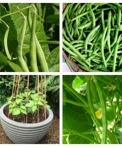 Roots Plants 20 Best French Bean Plants Collection | Growers Choice