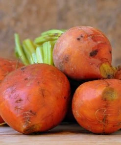 Roots Plants 10 Organic 'Golden Boldor' Beetroot Plants