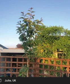 Roots Plants Japanese Cherry Blossom Tree | Prunus Serrulata 'Kanzan' 14 Roots Plants Japanese Cherry Blossom Tree | Prunus Serrulata 'Kanzan'