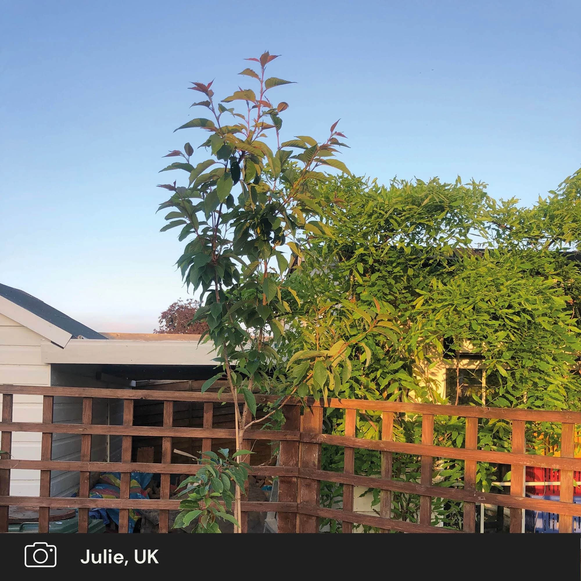 Roots Plants Japanese Cherry Blossom Tree | Prunus Serrulata 'Kanzan' 8 Roots Plants Japanese Cherry Blossom Tree | Prunus Serrulata 'Kanzan'