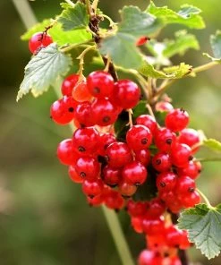 Roots Plants Jonkheer Van Tets' Redcurrant Plant Fruits
