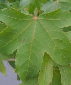 Roots Plants Trees & Shrubs Sweetgum Tree | Liquidambar Styraciflua