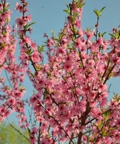 Roots Plants Peregrine Peach Tree Fruits 12 Roots Plants Peregrine Peach Tree Fruits