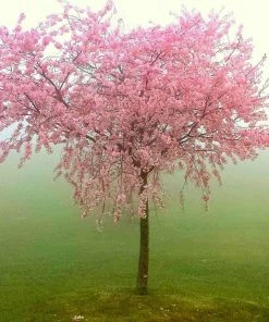 Roots Plants Peregrine Peach Tree Fruits 13 Roots Plants Peregrine Peach Tree Fruits