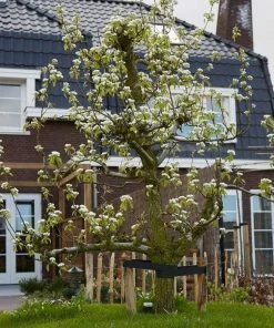 Roots Plants Conference Pear Tree