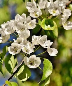 Roots Plants Fruits Doyenné Du Comice Pear Tree 13 Roots Plants Fruits Doyenné Du Comice Pear Tree