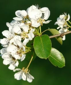 Roots Plants Fruits Concorde Pear Tree