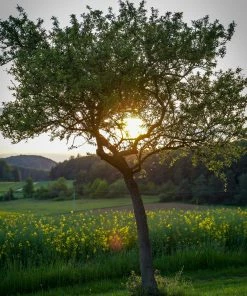 Roots Plants Williams Bon Chrétien Pear Tree Fruits