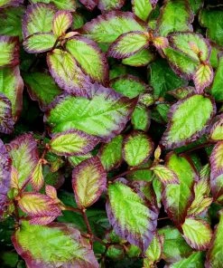 Roots Plants Parrotia 'Persian Spire' | 3L Pot Trees & Shrubs