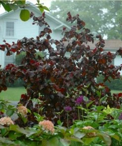 Roots Plants Purple Corkscrew Hazel | Corylus Avellana 'Red Majestic'