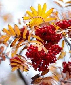 Roots Plants Mountain Ash Rowan Tree | Sorbus Aucuparia Trees & Shrubs