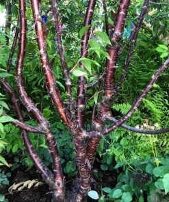 Roots Plants Multi Stem Tibetan Cherry Tree | Prunus Serrula 9 Roots Plants Multi Stem Tibetan Cherry Tree | Prunus Serrula