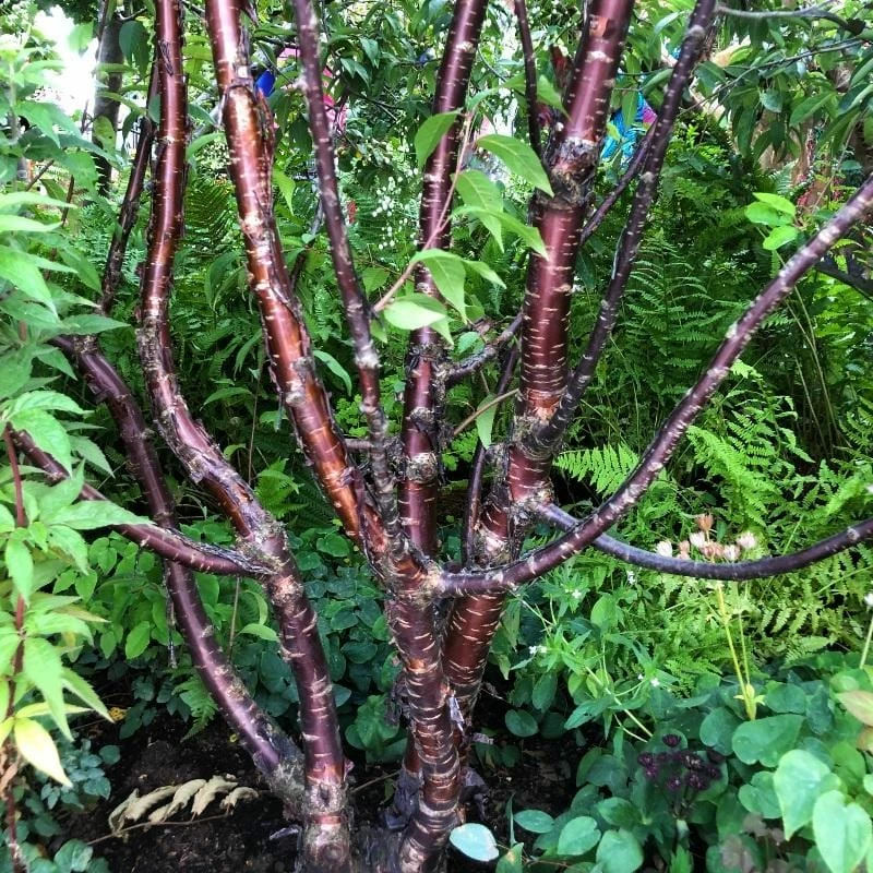 Roots Plants Multi Stem Tibetan Cherry Tree | Prunus Serrula 5 Roots Plants Multi Stem Tibetan Cherry Tree | Prunus Serrula