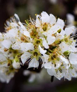 Roots Plants Fruits Victoria Plum Tree 19 Roots Plants Fruits Victoria Plum Tree