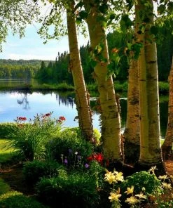 Roots Plants Silver Birch Tree | Betula Pendula Trees & Shrubs