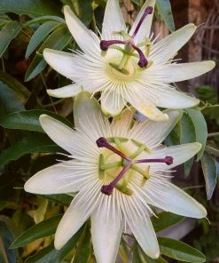 Roots Plants 90cm 'Snow Queen' Passion Flower Plant | 3L Pot