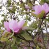 Roots Plants Trees & Shrubs Magnolia 'Soulangeana' | 9cm Pot