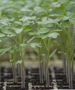 Roots Plants Salad Plants 15 Organic Colourful Tomato Plants