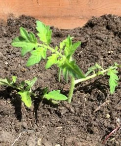 Roots Plants 5 Organic 'Black Russian' Tomato Plants Salad Plants