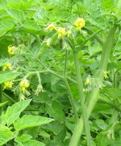 Roots Plants Salad Plants 15 Organic Colourful Tomato Plants
