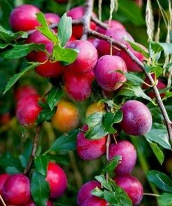 Roots Plants Fruits Victoria Plum Tree 17 Roots Plants Fruits Victoria Plum Tree