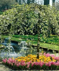 Roots Plants Sun Rival' Crabapple Tree