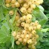 Roots Plants White Versailles' Whitecurrant Plant Fruits