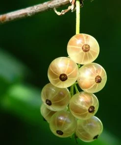 Roots Plants White Versailles' Whitecurrant Plant Fruits