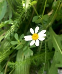 Roots Plants 100 Wildflower Meadow Plug Plants Perennials 19 Roots Plants 100 Wildflower Meadow Plug Plants Perennials