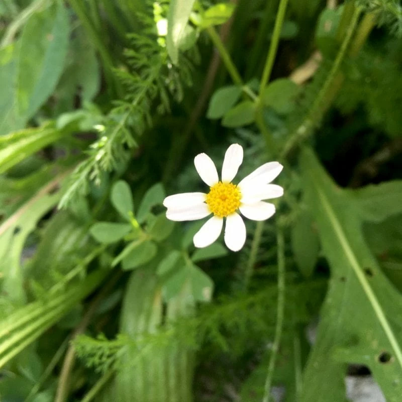 Roots Plants 100 Wildflower Meadow Plug Plants Perennials 9 Roots Plants 100 Wildflower Meadow Plug Plants Perennials