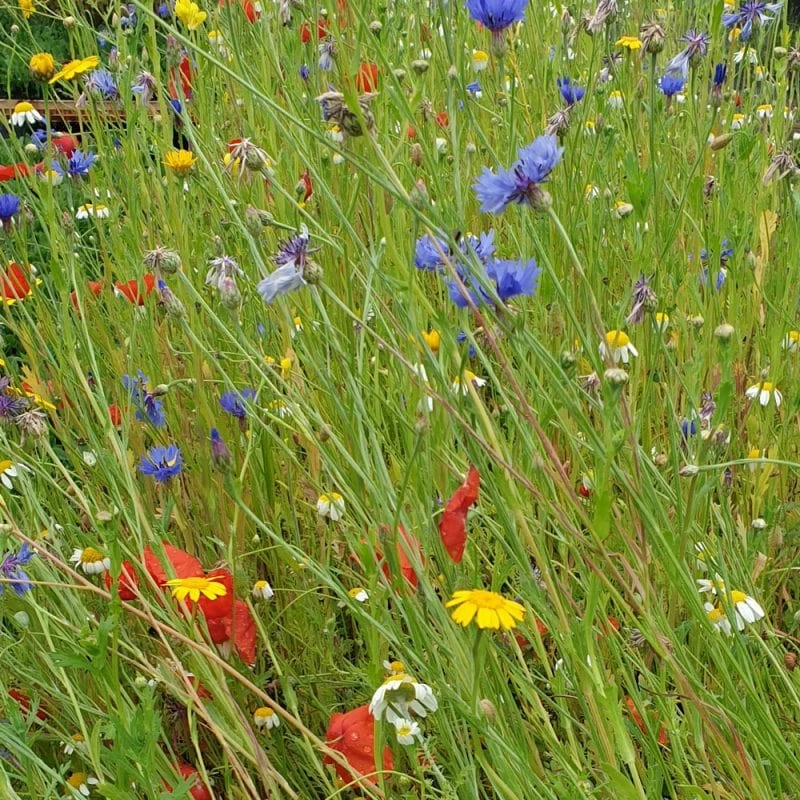 Roots Plants 100 Wildflower Meadow Plug Plants Perennials 6 Roots Plants 100 Wildflower Meadow Plug Plants Perennials