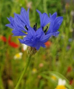 Roots Plants 100 Wildflower Meadow Plug Plants Perennials 17 Roots Plants 100 Wildflower Meadow Plug Plants Perennials