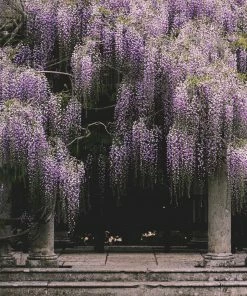 Roots Plants Wisteria Floribunda'Macrobotrys' | Japanese Wisteria | On A 90cm Cane In A 3L Pot