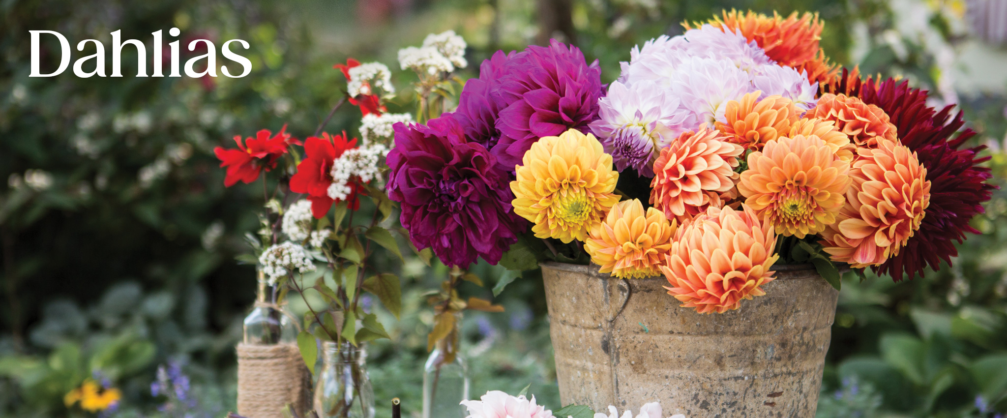 Roots Plants Sales Shop -Roots Plants Sales Shop 64