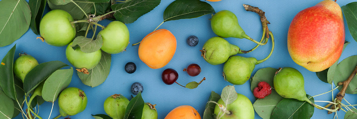 Roots Plants Sales Shop -Roots Plants Sales Shop 67